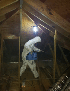 mold remediation